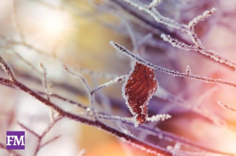 Garten auf den Winter vorbereiten