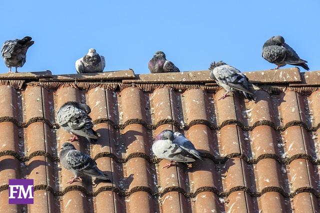 Tauben vom Dach vertreiben