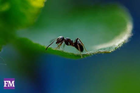 Was tun gegen Ameisen